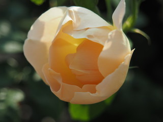 川崎市　生田バラ園　春バラ