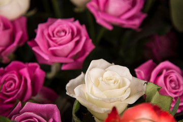 A bouquet of white and pink roses for a Valentine's gift