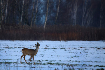 Sarny © marcinbawiec