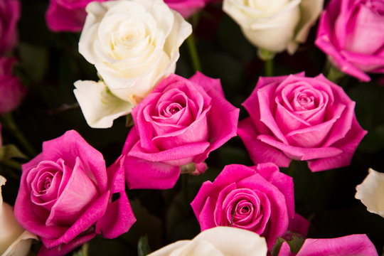 A bouquet of white and pink roses for a Valentine's gift.