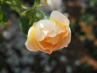 バラの花　バラ園