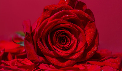 Naklejka premium Bright red rose for Valentine Day. Roses in flower shop. A red rose bloom. Rose petals. Red rose flower. Close up of red roses and water drops. Natural bright roses background. A close up macro shot.