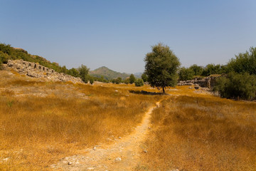 Obraz premium The path among the withered grass.