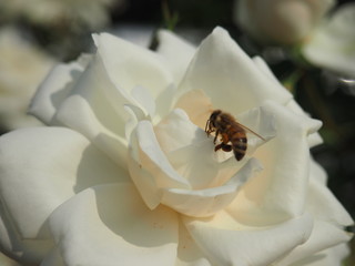 生田バラ園　5月開演期