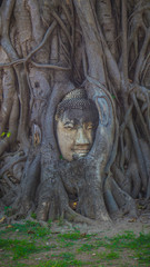 Buddha head embedded in a tree