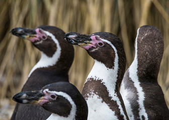 The Humboldt Penguins (Spheniscus humboldti) standing on rock