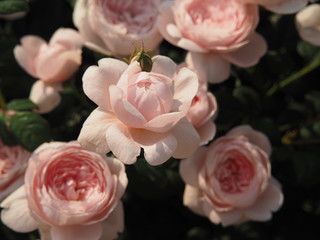 川崎市生田バラ園　5月開演期