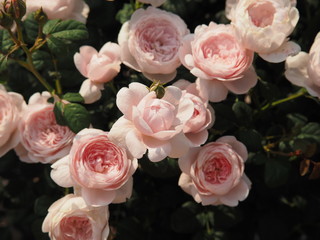 川崎市生田バラ園　5月開演期