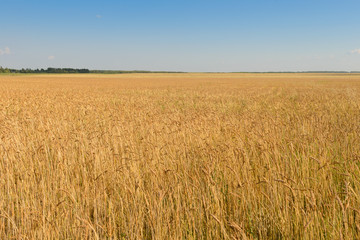field sown in wheat on a clear summer day