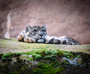 Tuinposter Snow leopard on the rock. Latin name - Uncia uncia © milanvachal