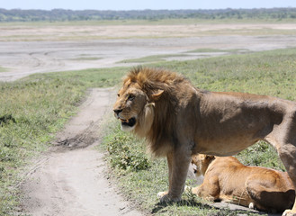 Coppia Leone e leonessa
