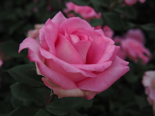 川崎市生田バラ園　5月開演期