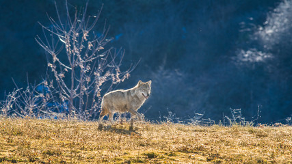 monte amiata