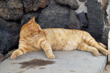 Eine gemütlich liegende Katze III