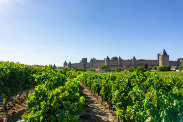 Fototapeta na wymiar Row vine grape in champagne vineyards at Carcassonne background, France