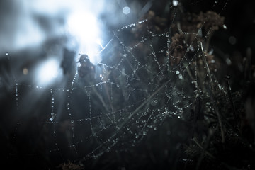 Spider web with dew drops close-up. Natural background, night scene. Cobweb ,spiderweb with water drop