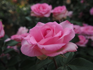 川崎市生田バラ園　5月開演期