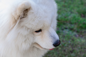 Samoyed. Portrait. Young samoyed dog outdoors in a winter sunny morning
