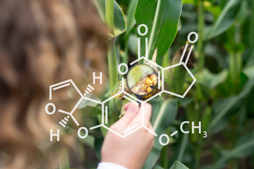 Concept of corn crops with chemical structure of aflatoxin. Agronomist in corn maize field...
