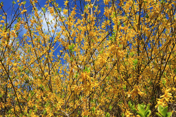 blooming forsythia in spring on a sunny day.