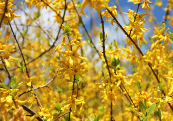 blooming forsythia in spring on a sunny day.