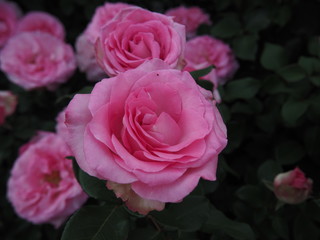 川崎市生田バラ園　5月開演期