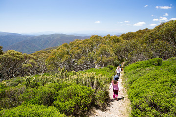 Obraz premium Mount Buller Walking and Biking Trails in Summer