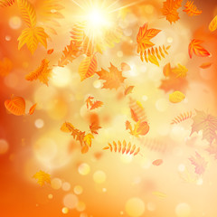 Fototapeta na wymiar Autumn background with natural leaves and bright sunlight. EPS 10