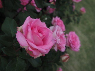 川崎市生田バラ園　5月開演期