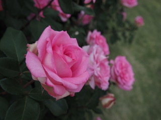 川崎市生田バラ園　5月開演期