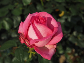 川崎市生田バラ園　5月開演期