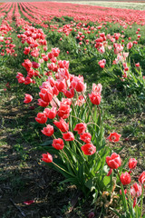 Tulip field in Netherlands