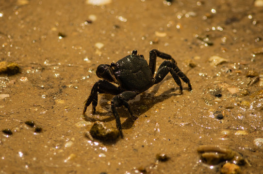 Krabbe im Sand
