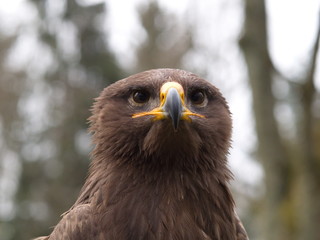 Steinadler