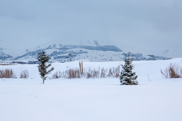 Small pine trees with palandoken mountain background in mist