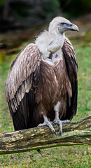 Eurasian griffon. Latin name - Gyps fulvus	