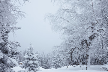 Fairy Winter Forest in Zyuratkul National Park.