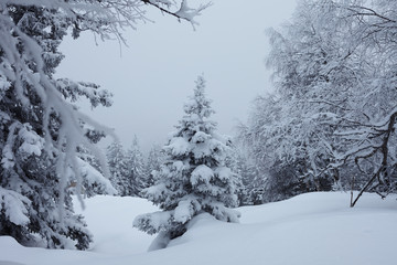 Fairy Winter Forest in Zyuratkul National Park.