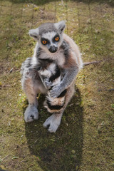 Striped pensive lemur with orange eyes