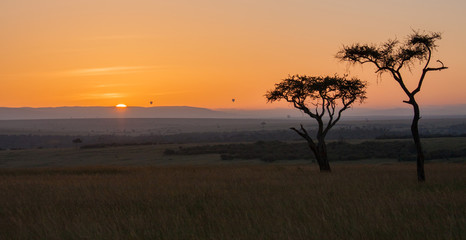 Fototapeta na wymiar Tramonto con alberi di acacia, Kenya