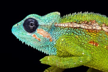 Mount Hanang chameleon (Trioceros hanangensis)