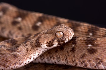 Multiscale saw-scaled viper (Echis carinatus multisquamatus)