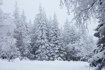 Fairy Winter Forest in Zyuratkul National Park.