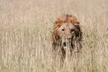 Leone maschio cammina nella Savana