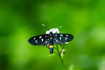 Weißfleck Widderchen