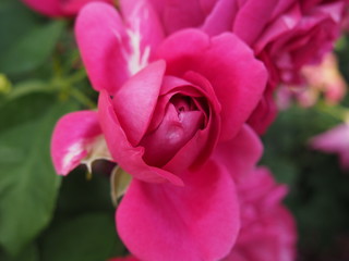 生田バラ園　5月開演期