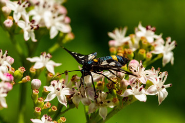 Weißfleck Widderchen