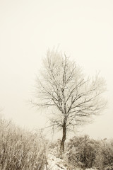 stylish beautiful nature in winter in a park on the nature