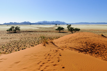 Dunes with acacia trees in the Namib desert / Dunes with acacia trees in the Namib desert, Namibia, Africa.