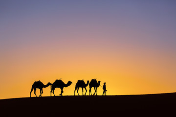Naklejka na ściany i meble Silhouette of a camel caravan at sunrise in desert Sahara, Morocco